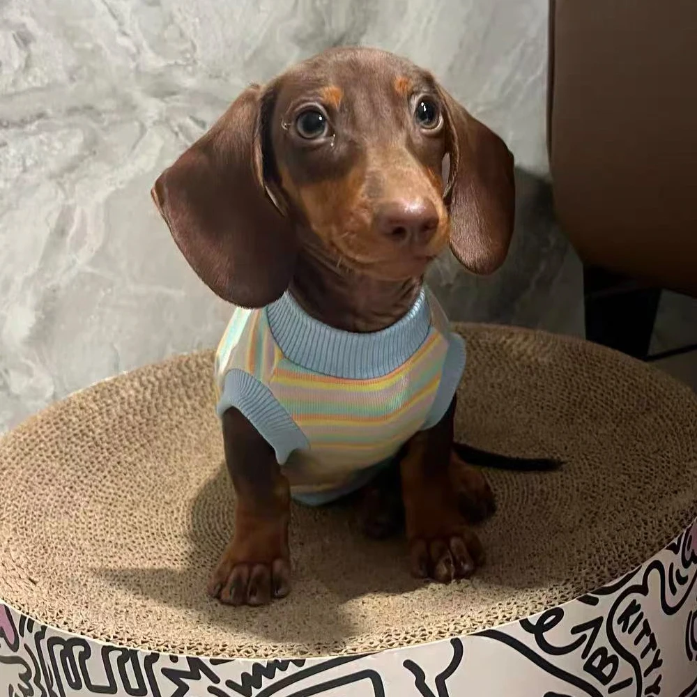 Conjunto primavera de mangas suaves y chaleco elástico para Dachshund - imagen 2