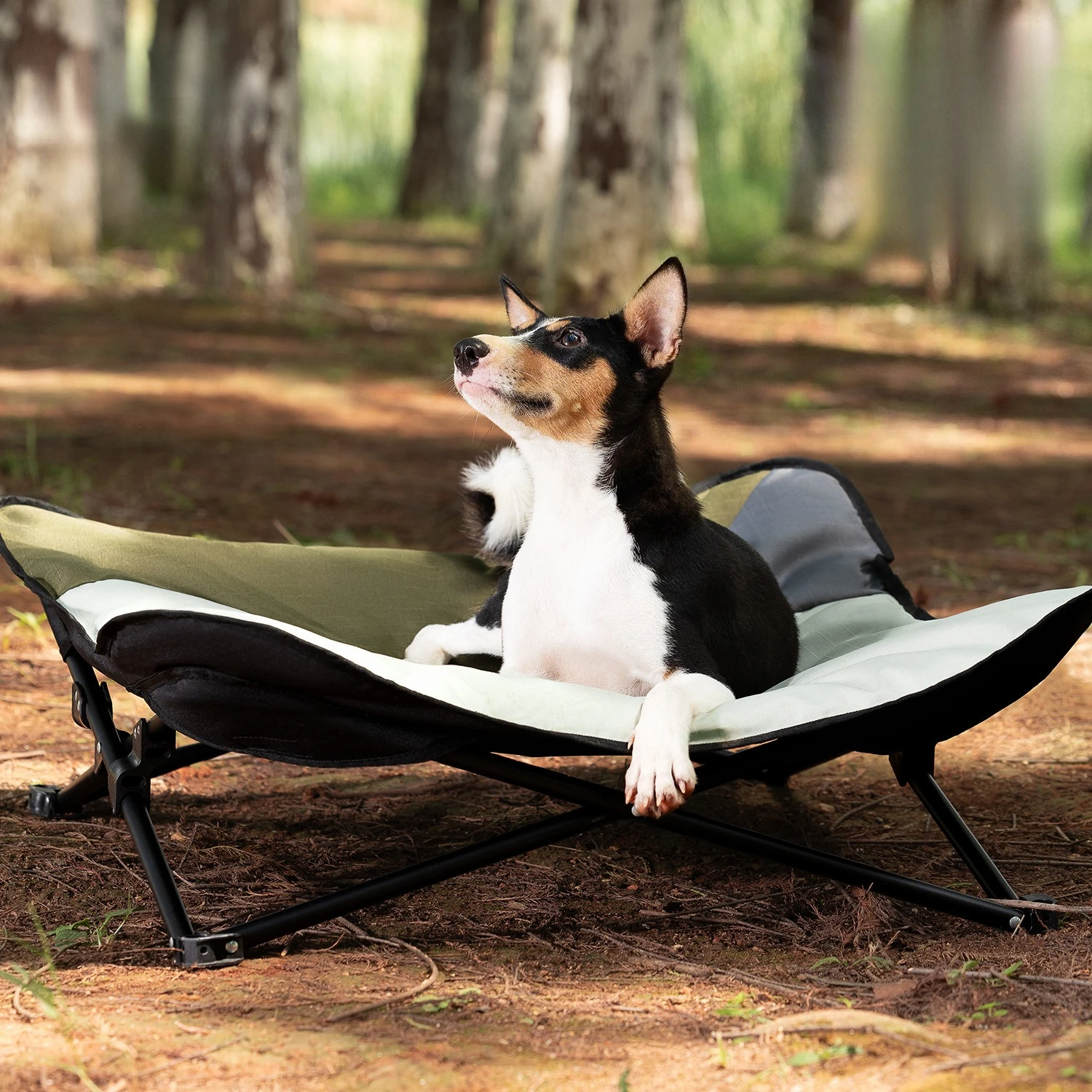 Cama plegable para perro exterior – Resistente y portátil - imagen 5