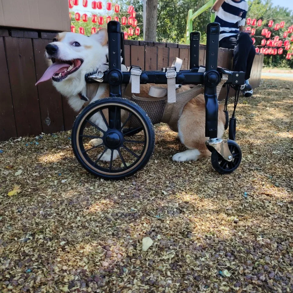 Silla de ruedas para perros con patas traseras paralizadas - 4 ruedas - imagen 4