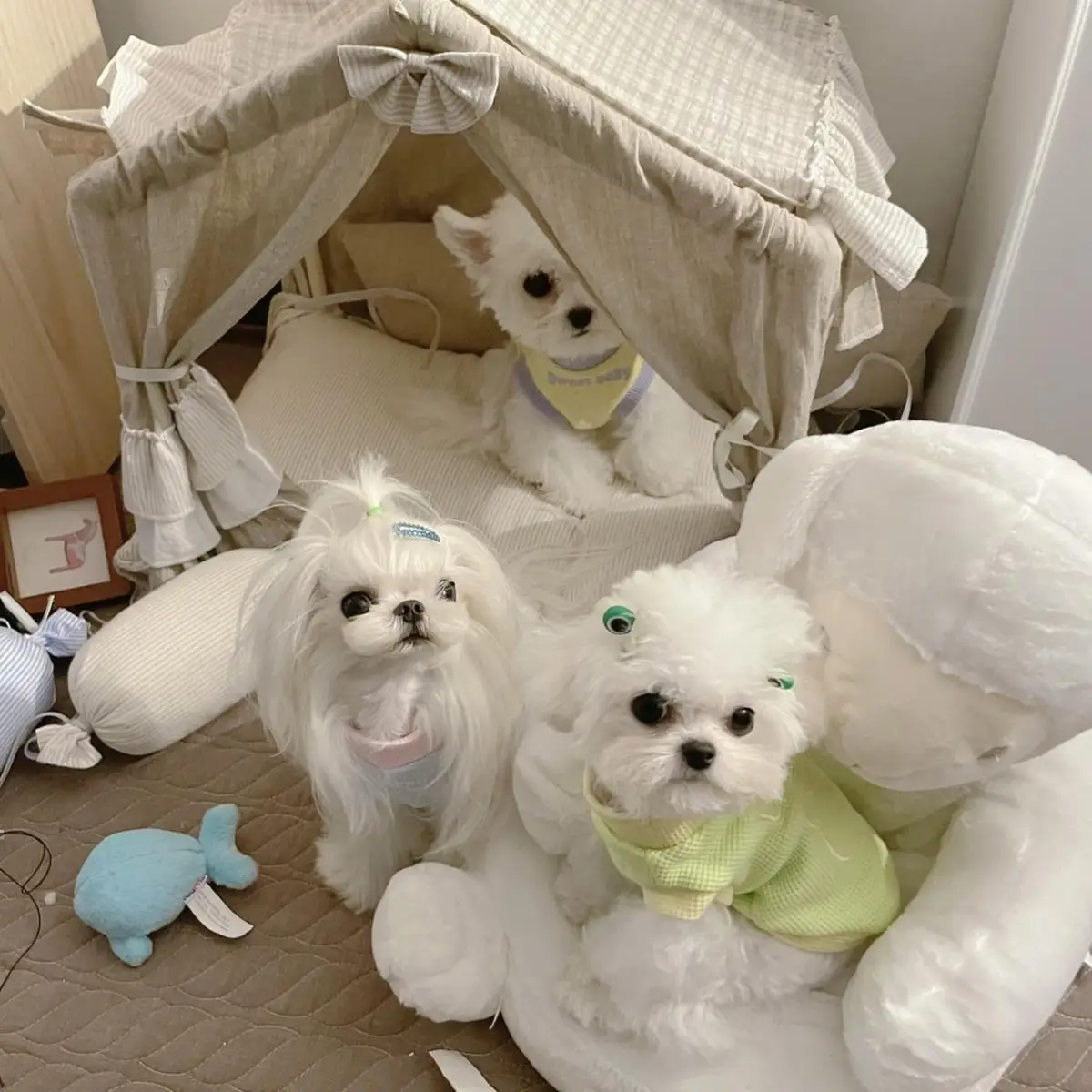 Camiseta sin mangas tipo gofre para primavera/verano para mascotas, camiseta sin mangas con cuello de contraste bordado bonito, ropa para cachorros de edición fina para perros pequeños de peluche - imagen 2