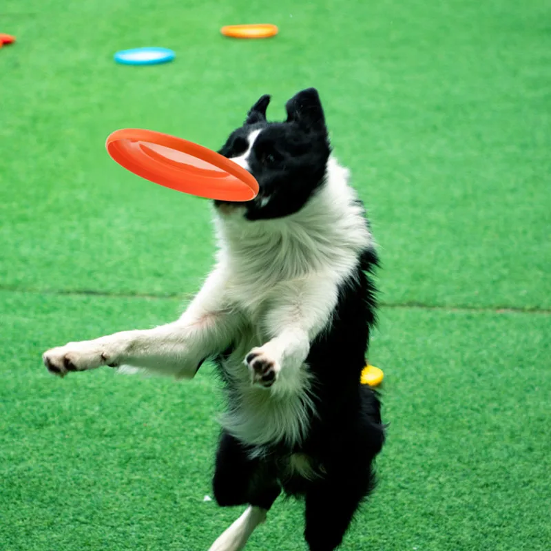 Disco volador para perros, flotante y resistente a mordidas práctico - imagen 3