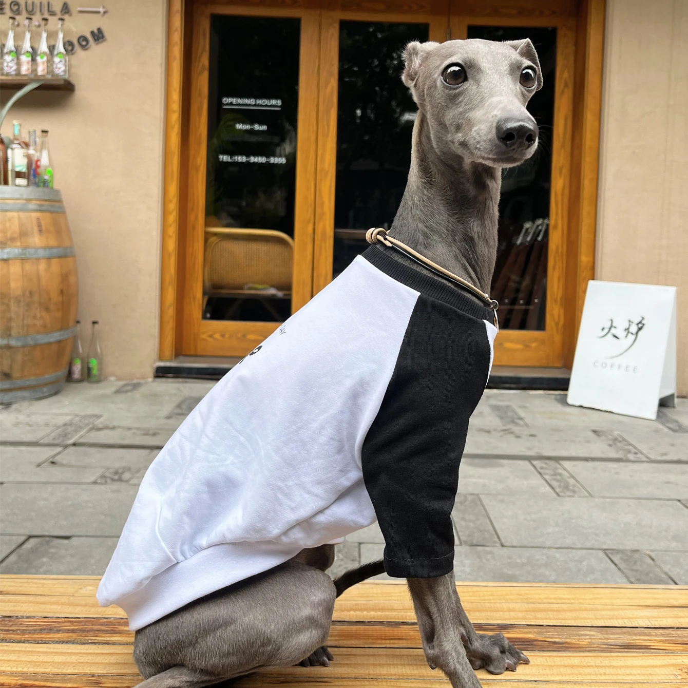 Ropa de galgo italiano, camiseta con hombros descubiertos y estampado de colores a la moda, ropa suave y cómoda para perros, ropa para perros de dos patas para primavera y verano - imagen 3