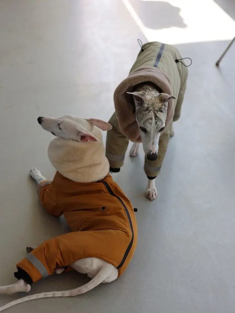 Chaqueta para perro tipo Whippet vista lateral