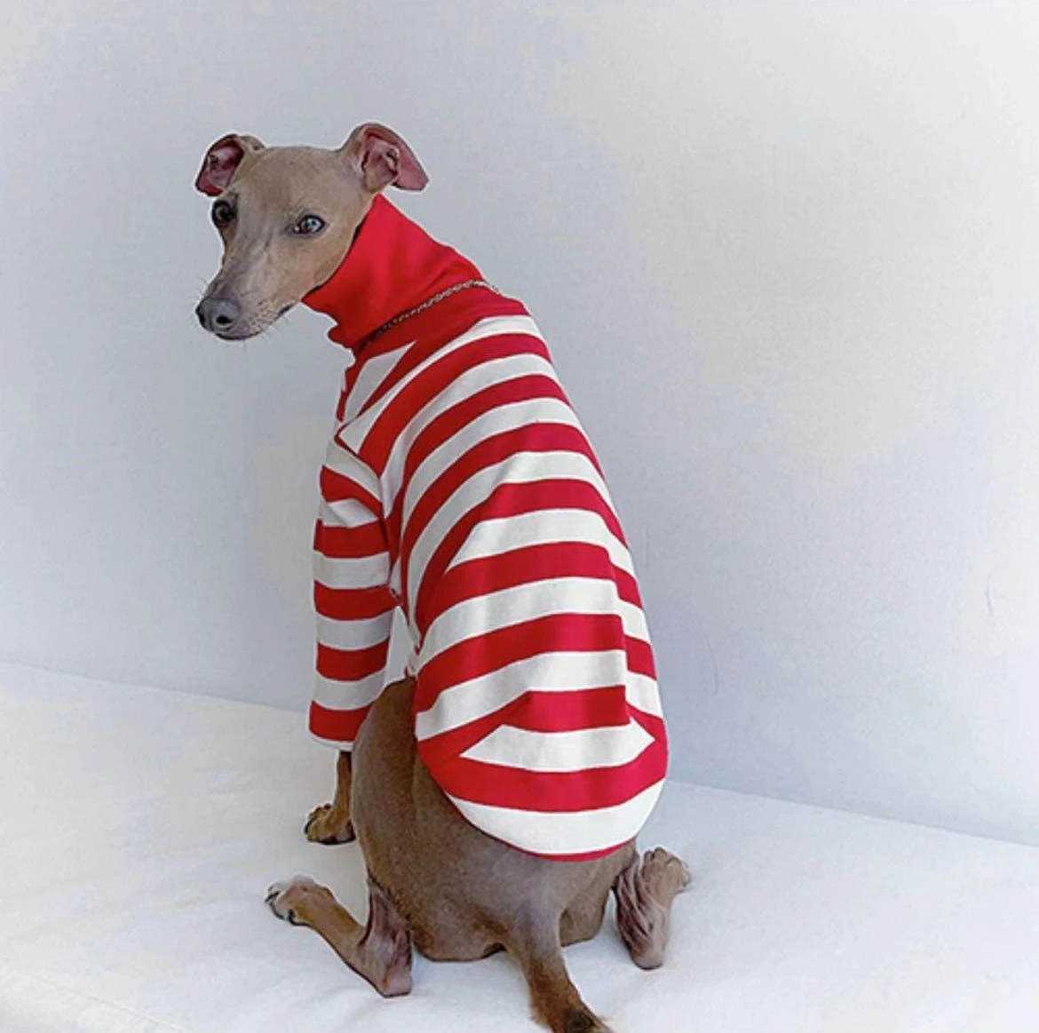 Ropa bonita de cuello alto con bloques de colores para galgo italiano, ropa elástica de algodón para cachorros, ropa mediana para perros Whippet/Bellington - imagen 5