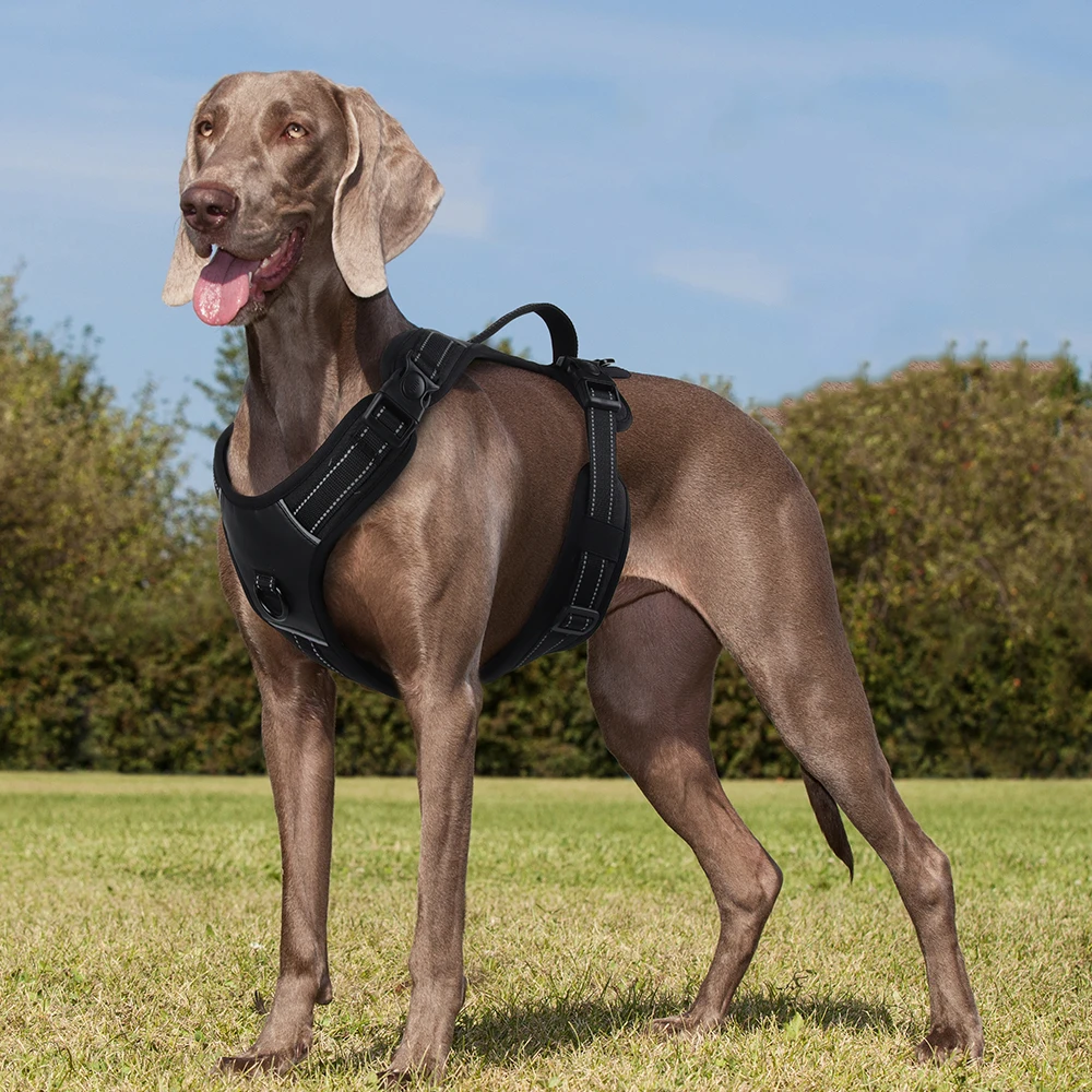 Weimaraner-arnés para perros grandes con mango, chaleco duradero para mascotas, sin tirones, a la moda, para perros pequeños, medianos y grandes, Doberman, Pinscher - imagen 3