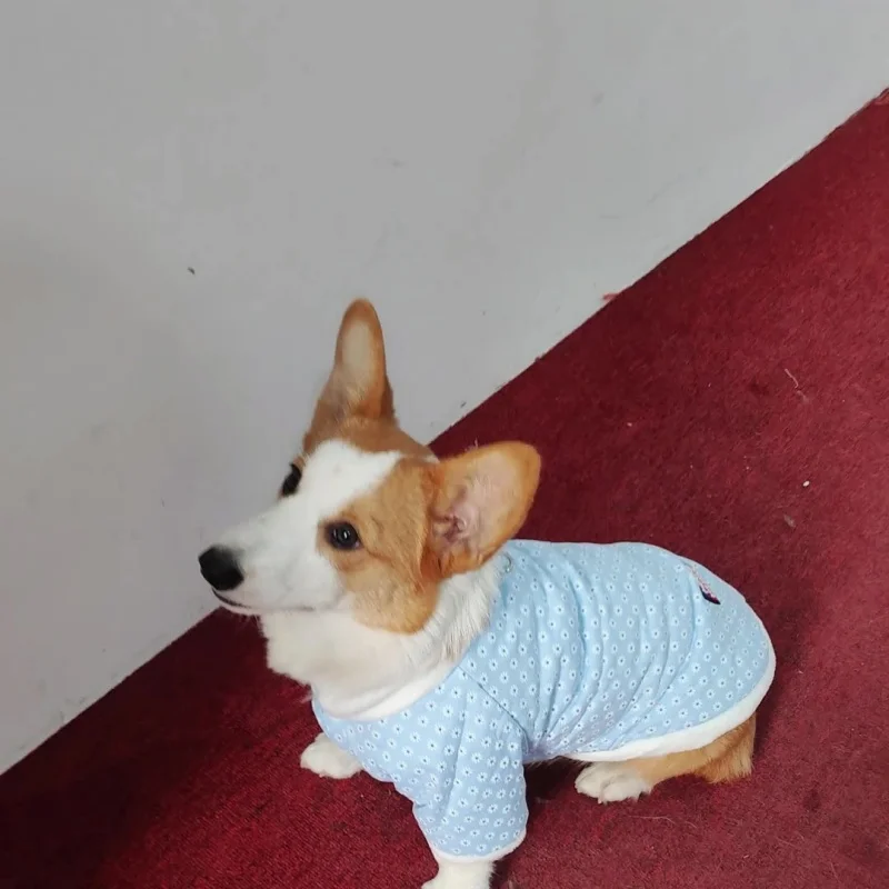 Nueva chaqueta para perro con estampado de margaritas, forro polar cálido, ropa gruesa de algodón azul y rosa a prueba de frío para perros - imagen 3