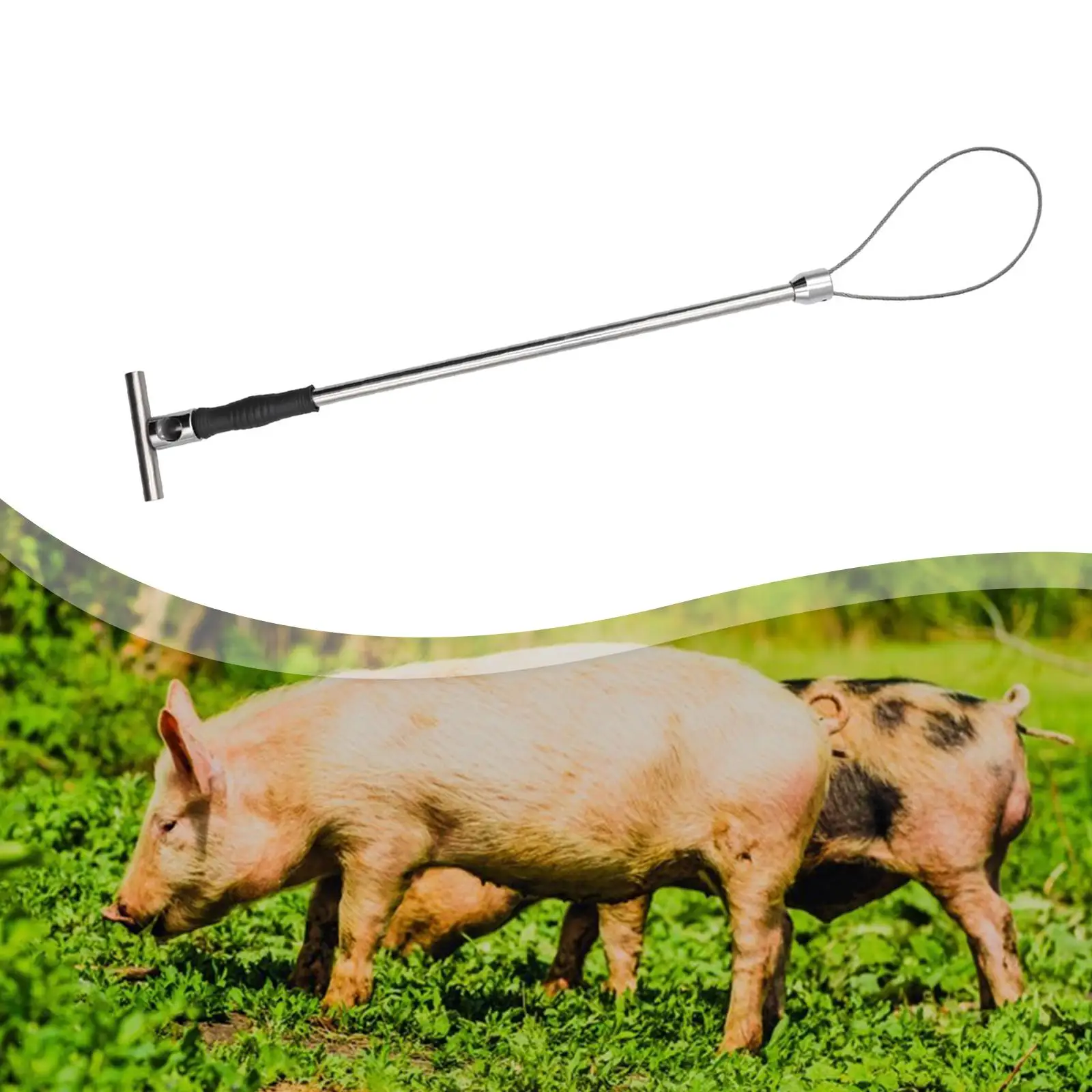 Dispositivo de captura de cerdo para perros, ruidos de acero inoxidable, suministros para ganado de alta resistencia, soporte para cerdos, cerdos, cabras, gatos y pantorrillas - imagen 4