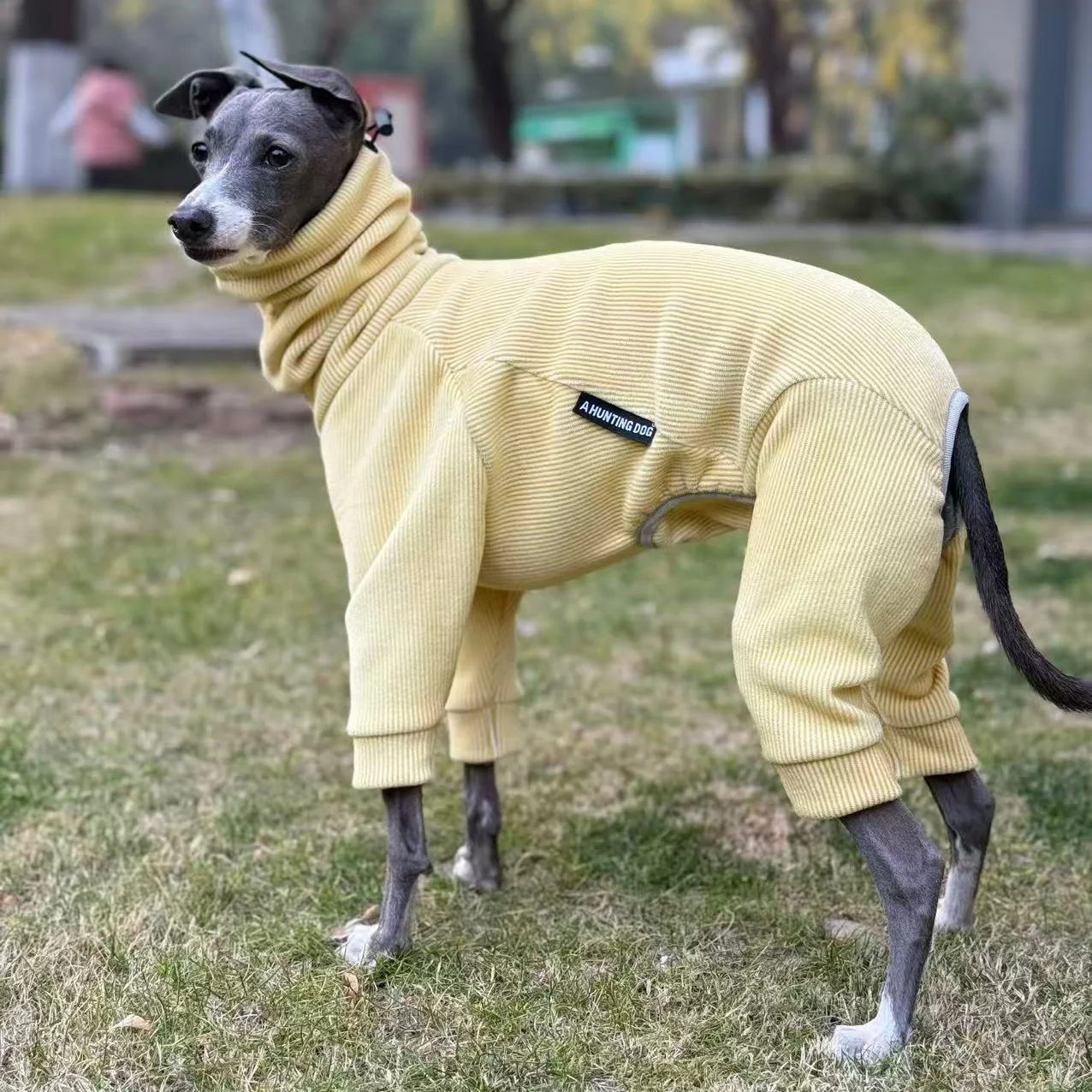 Perro usando el chaleco en exterior otoñal