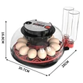 12 Eggs