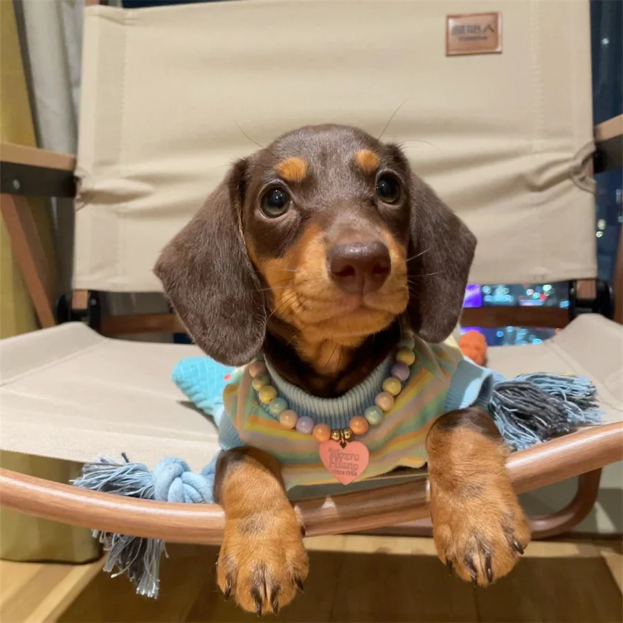 Chaleco para cachorros, ropa de primavera y verano para perros pequeños y medianos, ropa a rayas dulces para perros salchicha, Wiener, tejano, salchicha - imagen 4