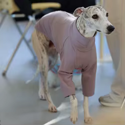 Jersey pijama para Galgo Italiano y Whippet – Primavera