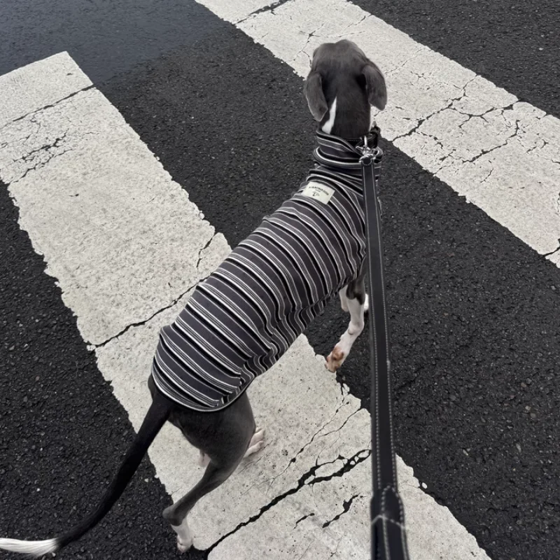 Camiseta de primavera de cuello alto a rayas grises para perros de mediana edad Abrigo de primavera sin mangas de algodón para pijama azul de verano de Greyhound Wellington - imagen 2