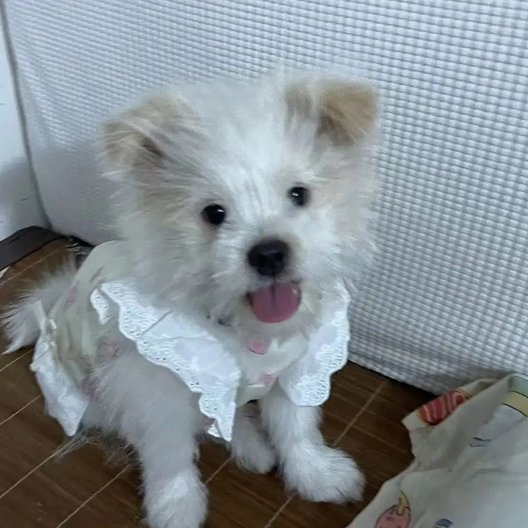 Vestido camisola para perros pequeños – Estampado con encaje - imagen 4