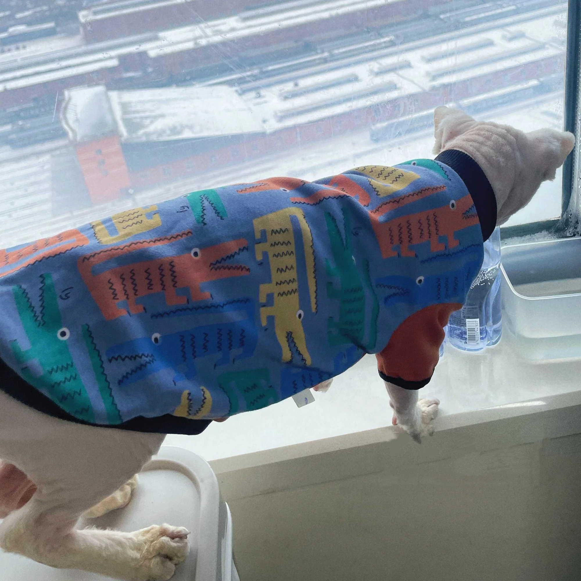 Sudadera suave para gato Sphynx y Devon Rex – Jersey de algodón roja y azul - imagen 5