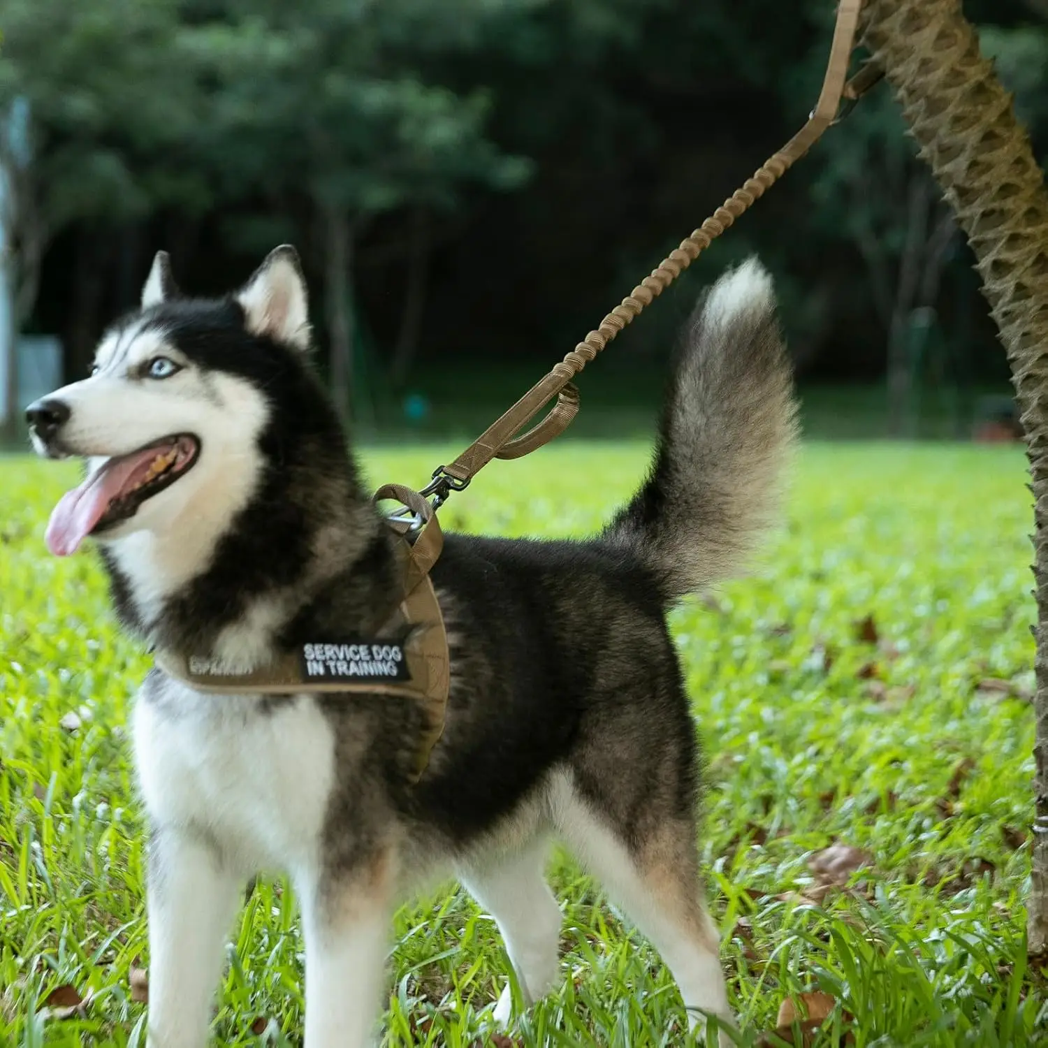 Correa elástica táctica para perro, correa militar ajustable para perro, cuerda elástica de liberación rápida con mango de Control para entrenamiento de perros