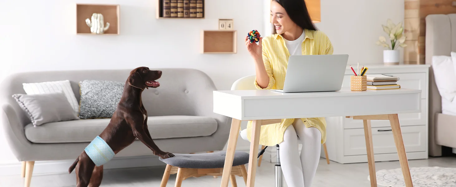 Pañales para cachorros macho con diseño a prueba de fugas