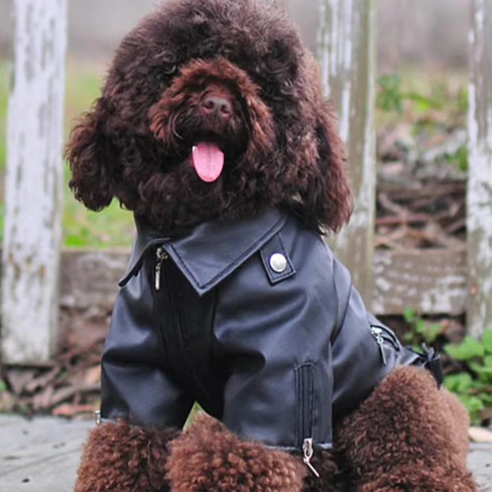 Abrigo para perro pequeño águila gloriosa chaqueta cuero impermeable - imagen 2