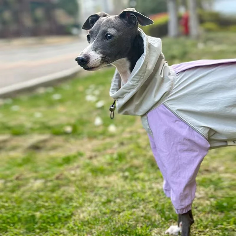 Chubasquero Whippet Galgo Italiano |   Ropa Iggy ligera |   Chaqueta colorida impermeable, impermeable y resistente al viento en - imagen 5