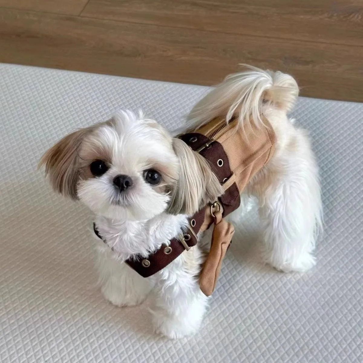 Conjunto arnés y pantalones perro mini caballero británico con bolso - imagen 4
