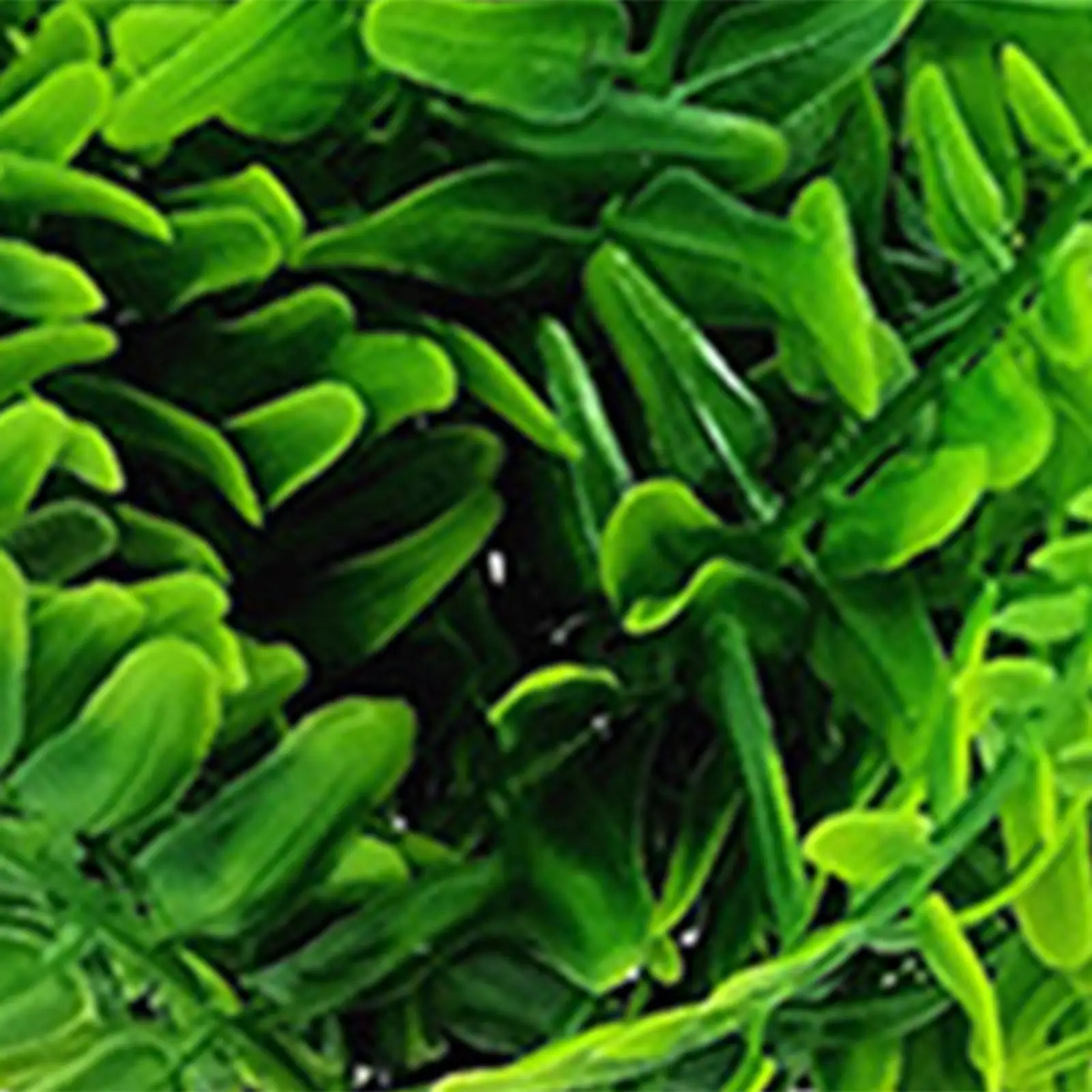 Decoración de pecera de plantas artificiales, accesorios para pecera fáciles de limpiar - imagen 5