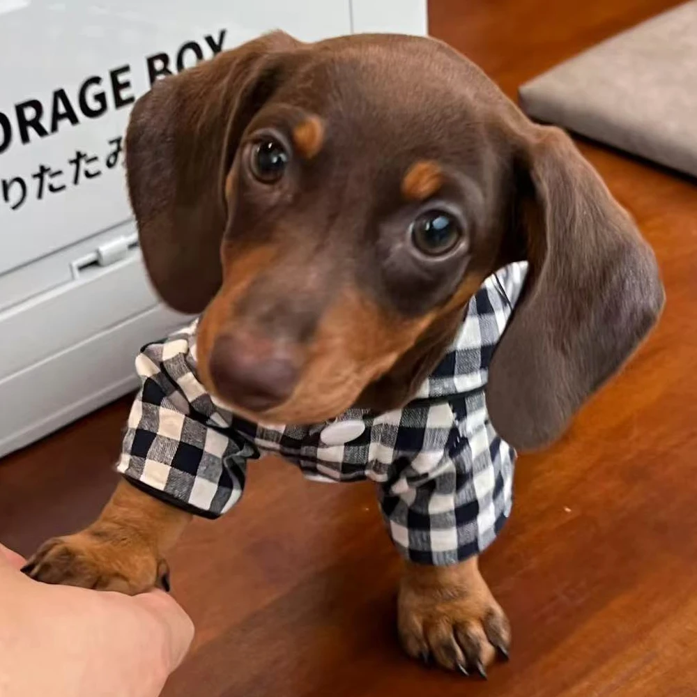Pijama de cuadros para perros pequeños – Ideal para Dachshund - imagen 2