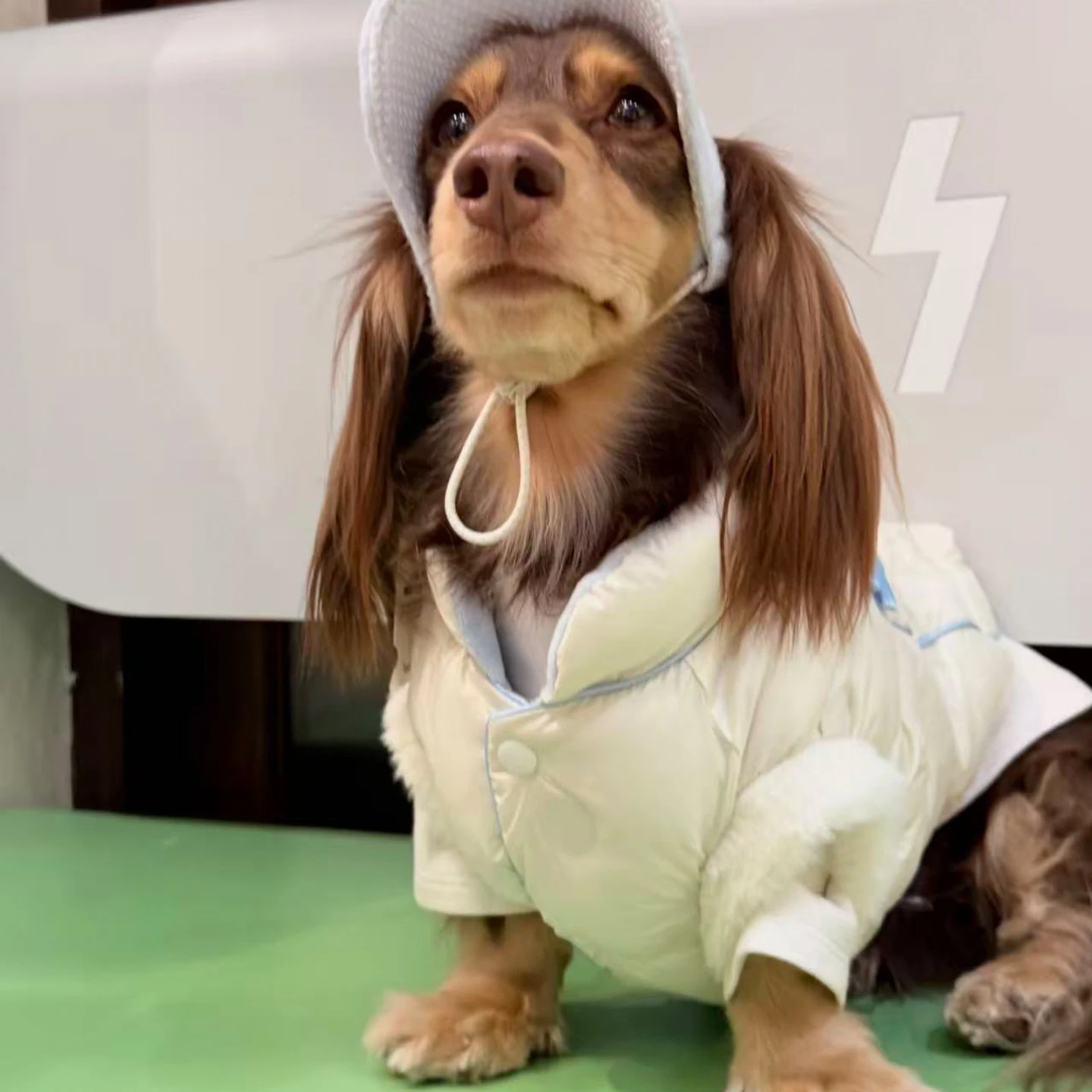 Chaqueta cortavientos para perros Dachshund - abrigo de plumón blanco - imagen 2