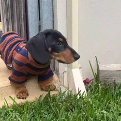 Sudadera a rayas para perros salchicha – Abrigo otoño cálido pequeños