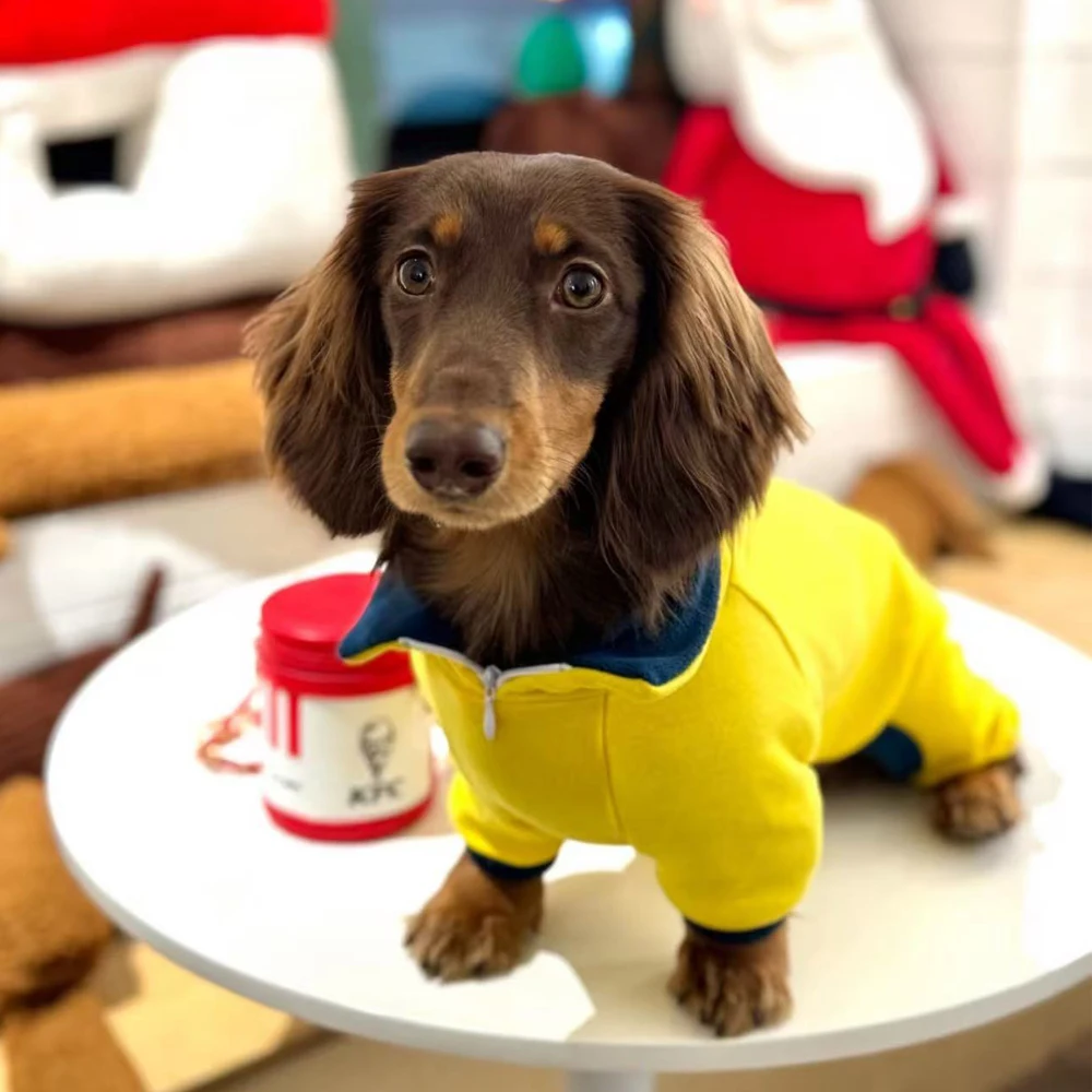 Suéter de lana amarillo cálido para perros salchicha, sudadera de cuello alto de 4 patas para insignias de perros, abrigo de invierno a prueba de viento para perros Wiener
