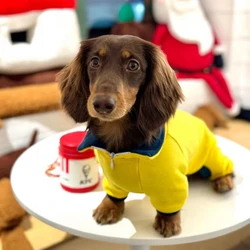 Suéter de lana para perro salchicha, jersey de invierno amarillo cuello alto