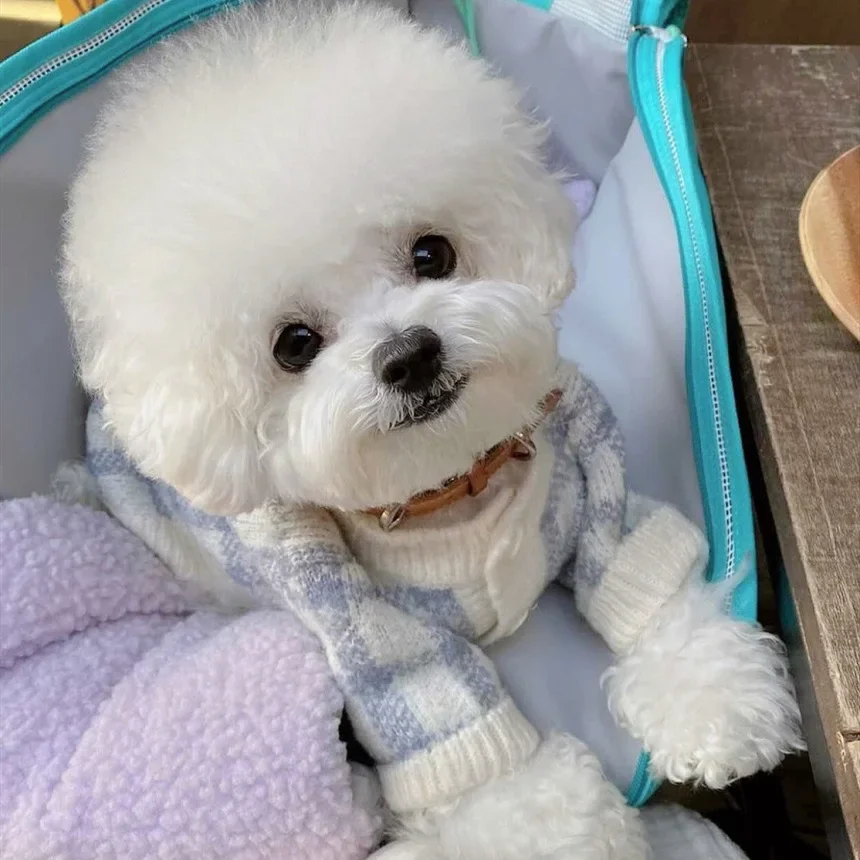 Suéter de invierno abrigo rejilla rosa cárdigan de rejilla azul suéter cálido para perros y gatos estilo Ins ropa de diseñador para perros suéter para perros Schnauzer - imagen 4