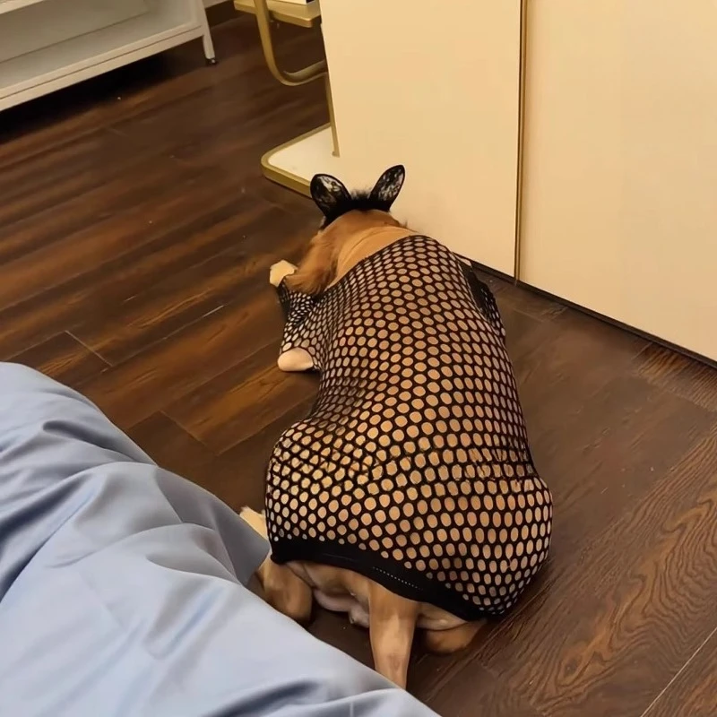 Ropa creativa para perros, ropa divertida para perros, rejilla transpirable de verano para cachorros, ropa para perros grandes, chaleco para mascotas, suministros de accesorios - imagen 4