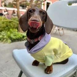 Sudadera para perro salchicha con capucha y letras, algodón primavera