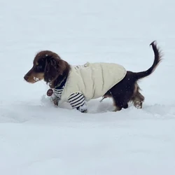 Jersey de Lana para Dachshund – Abrigo térmico