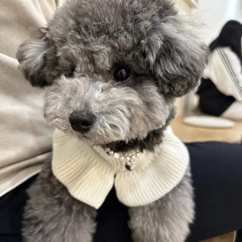 Suéter de lana suave de punto con cuello de loto de Cachemira para mascotas, ropa de invierno para perros pequeños, abrigo de lujo para cachorros y gatos - imagen 3