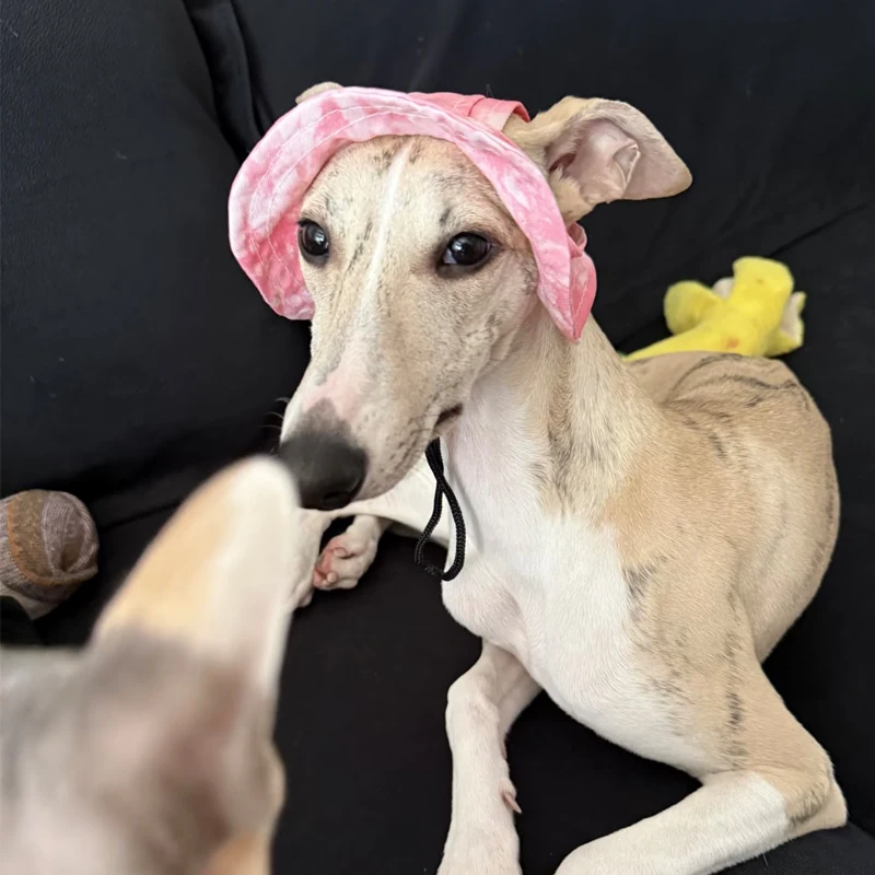 Sombrero de protección solar de pequeño galgo de verano, sombrero para exteriores con agujeros para las orejas, gorra ajustable para Whipbit, sombrero fresco transpirable para perros pequeños multimedia - imagen 3