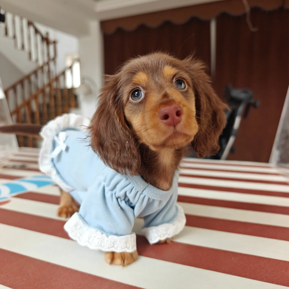 Vestido azul con lazo para perros salchicha pequeños y medianos - imagen 5