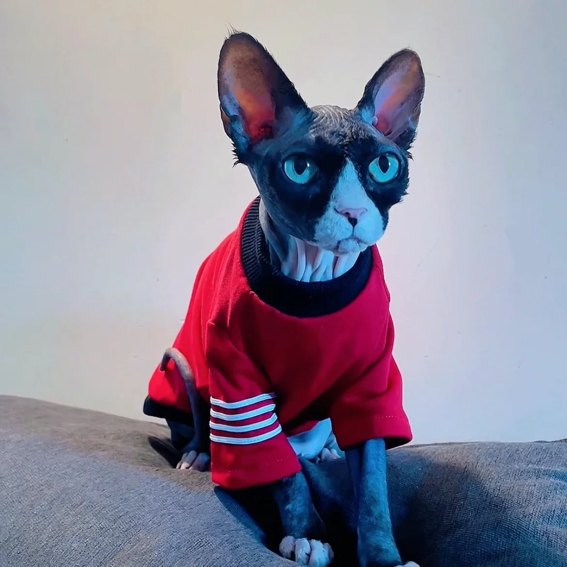 Camiseta de algodón cálido para gatos Sphynx y Devon Rex - imagen 5