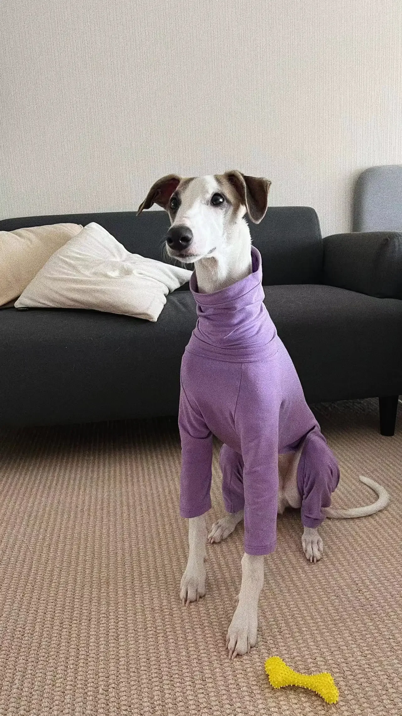 Ropa de galgo con cuello de tortuga, ropa de Whippet morada, algodón, elástica, suave, cuatro patas - imagen 4