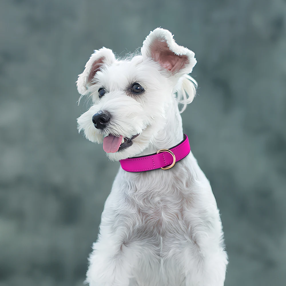 Collar impermeable para perros, collares acolchados suaves para perros, collares duraderos de nailon para mascotas, collar de Bulldog Pitubull, collares para perros pequeños, medianos y grandes - imagen 5