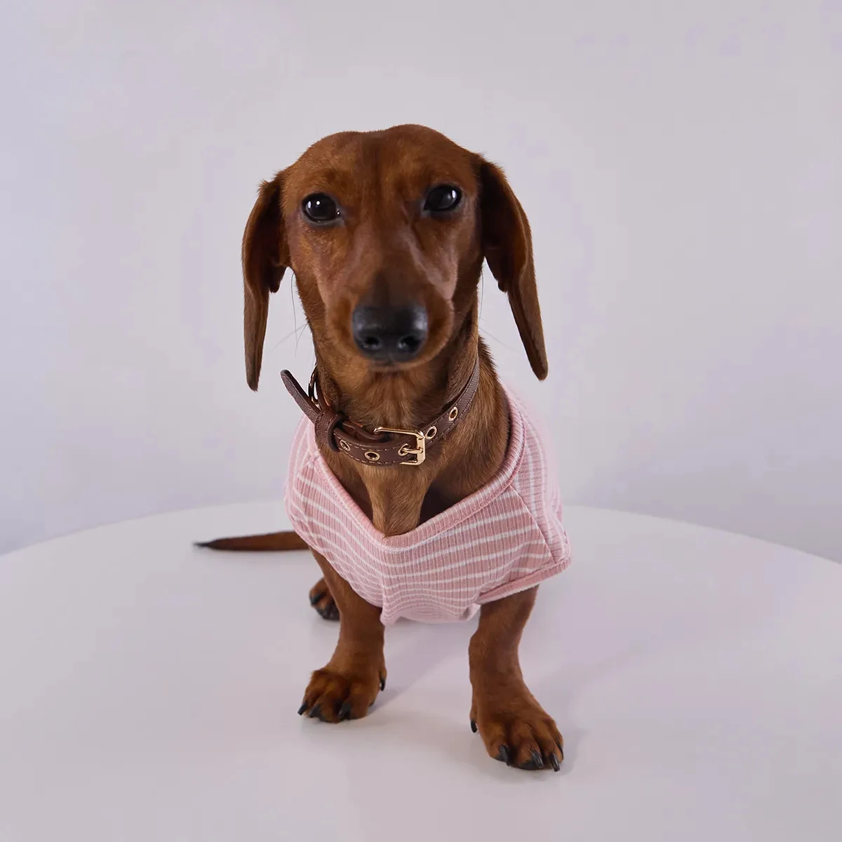 Camiseta a rayas para Dachshund – Manga corta verano - imagen 4