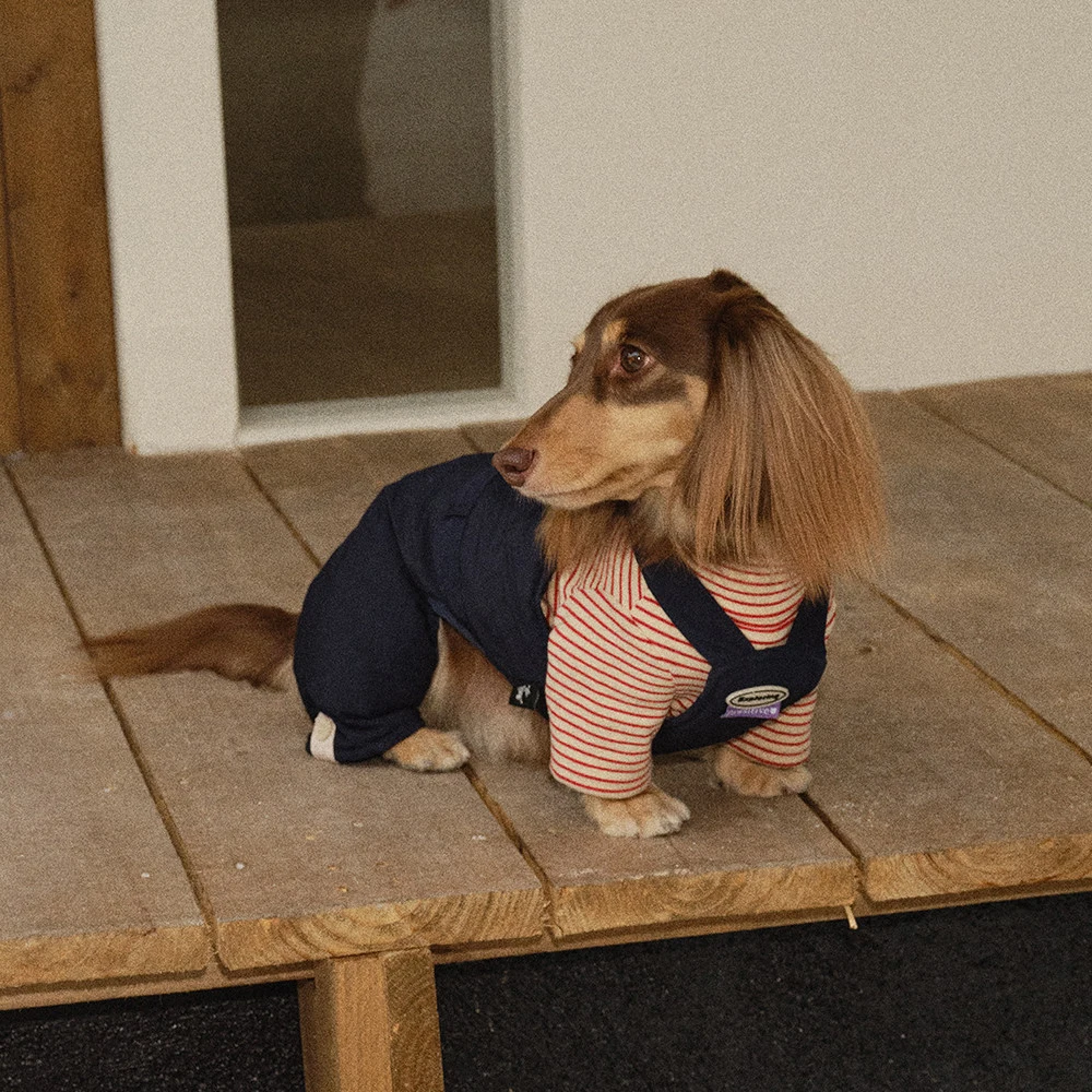 Pantalón vaquero azul para dachshund cómodo y estiloso - imagen 5