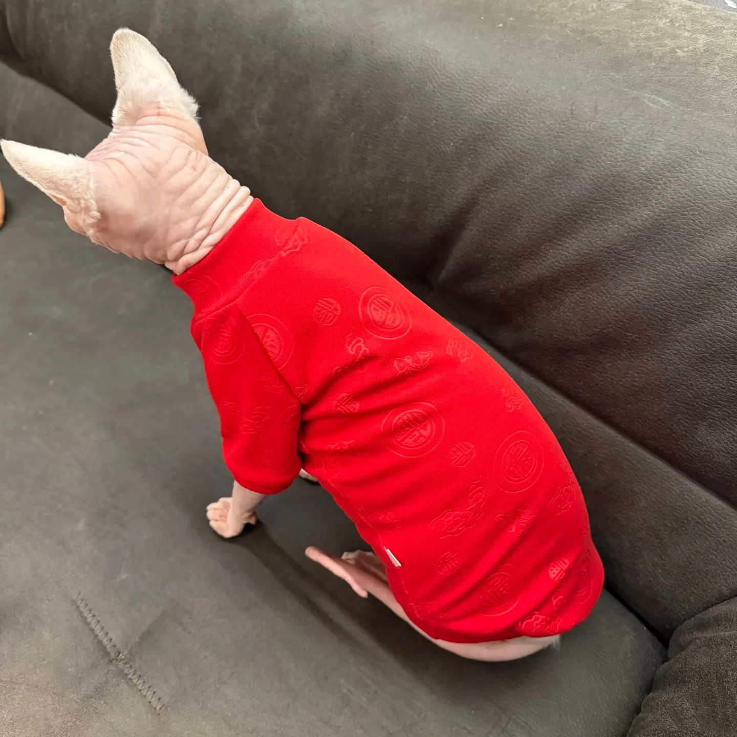 Camiseta de algodón para gatos Esfinge y Devon Rex – Invierno suave - imagen 4