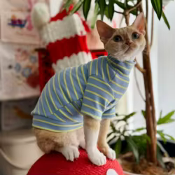 Pijamas de invierno para gatos Sphynx y Devon Rex con cuello alto