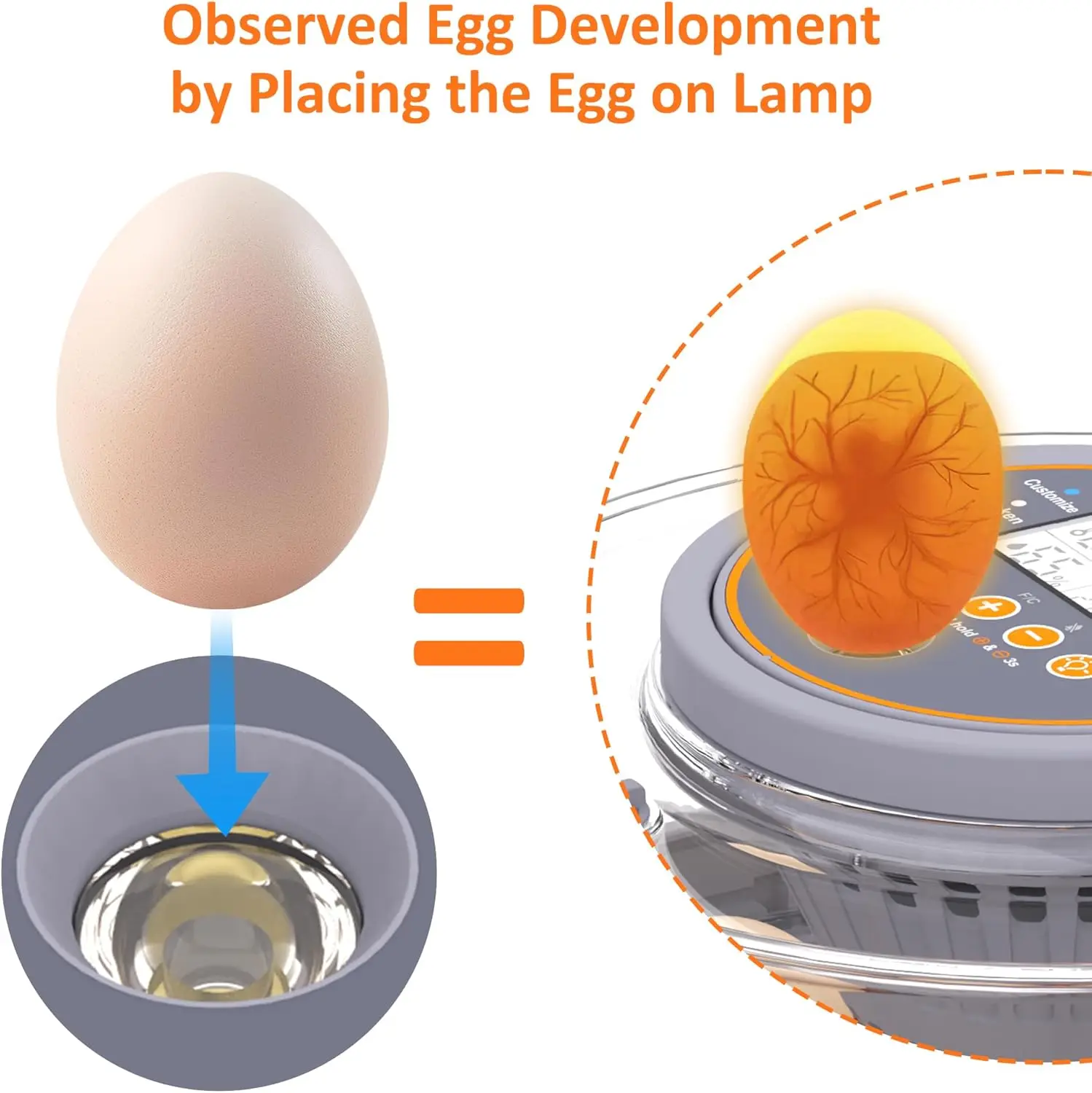 Incubadora automática para huevos con giro y control de humedad - imagen 4