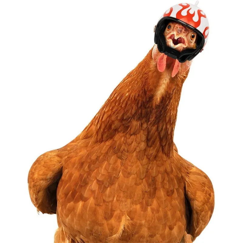 1 unidad, nuevo producto, suministros para mascotas, casco de protección para pollo, sombrero de polluelo moderno y hermoso, sombrero de pájaro, cubierta para la cabeza - imagen 4