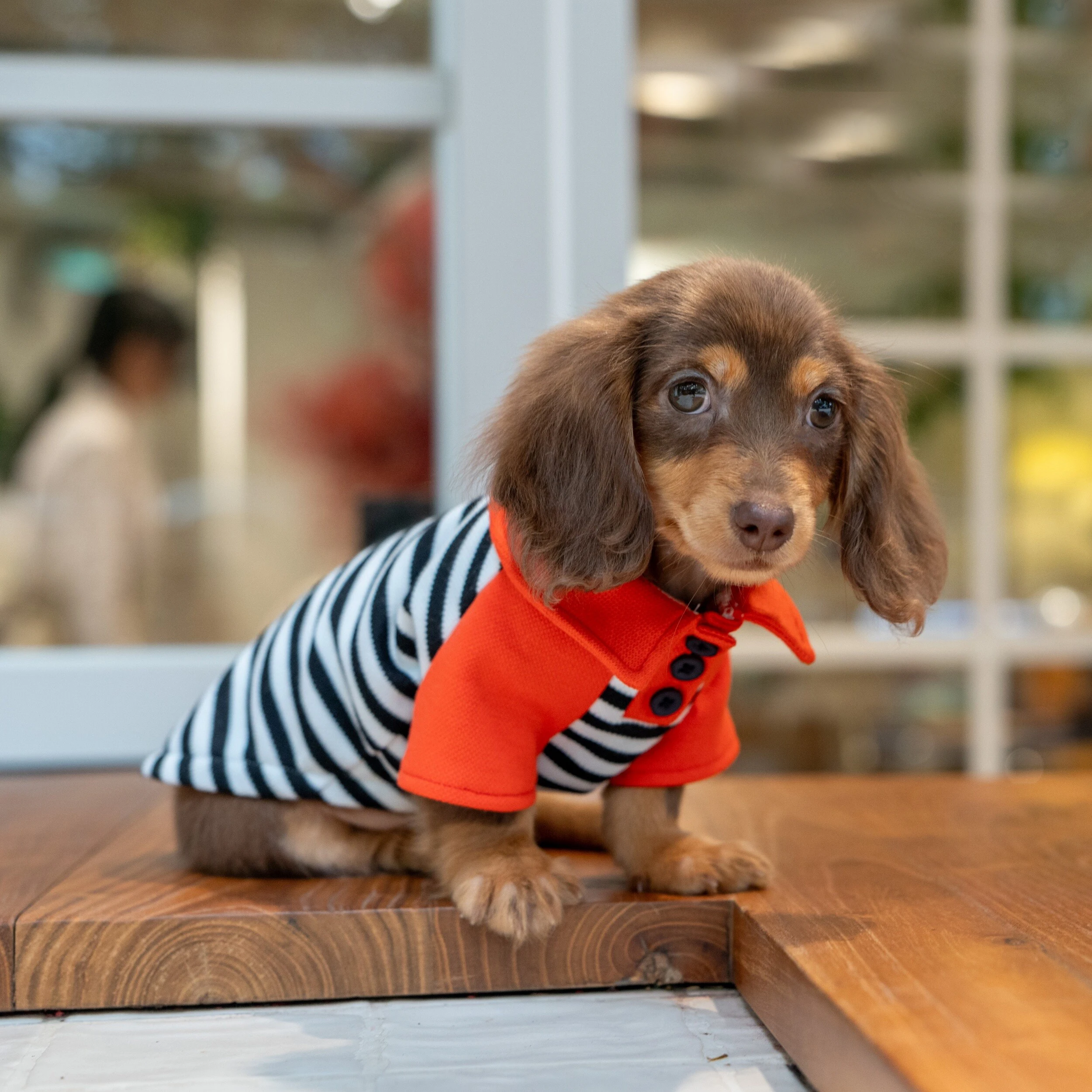 Pijamas a rayas de primavera para perros - Ropa cómoda para Dachshund - imagen 3