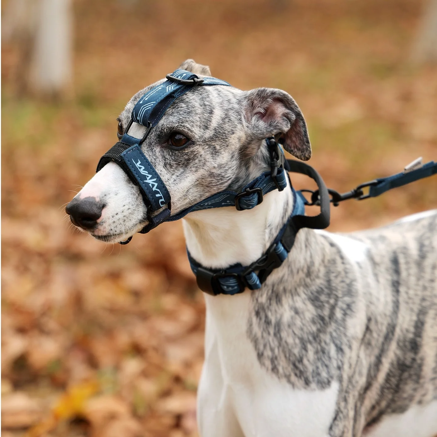 Collar de cabeza suave Leader No-Pull para perros, conjunto de Collar de correa para mascotas, Collar ligero para mascotas con bozal, bozal para perro con correa de cuello - imagen 5