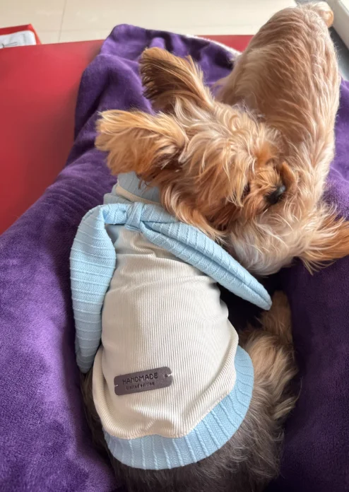 Chaleco a rayas con lazo para gatos y perros pequeños – Cómodo y elegante - imagen 3