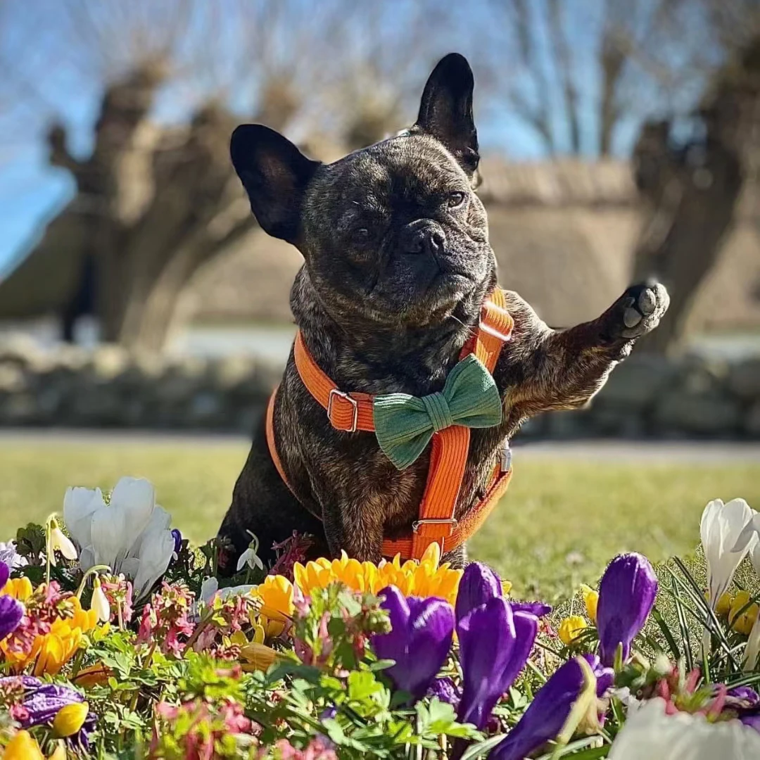 Conjunto de Collar y correa para mascotas de pana naranja para perros de niño, arnés para perros pequeños y grandes, ID personalizado, Collar con lazo totalmente ajustable, XS-XL