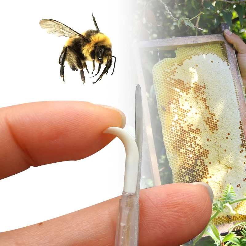 Aguja de transferencia larvas abeja para injerto en apicultura - imagen 3